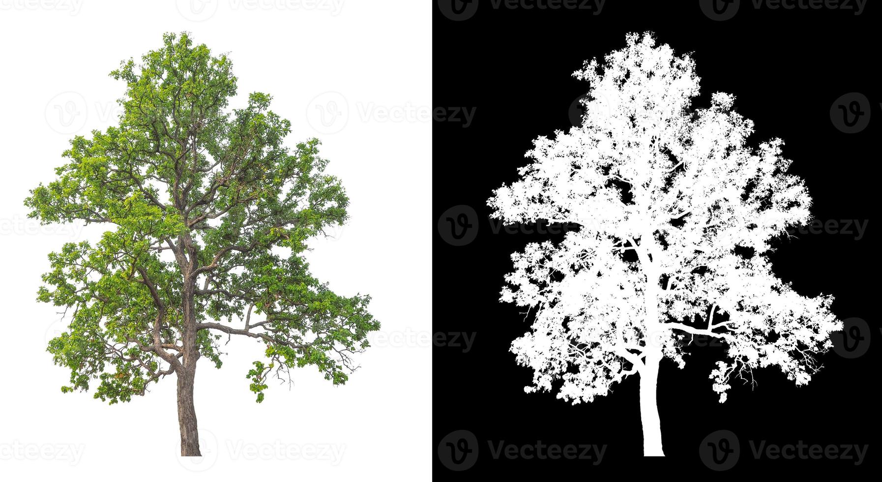 Baum isoliert auf weißem Hintergrund mit Beschneidungspfad und Alphakanal foto