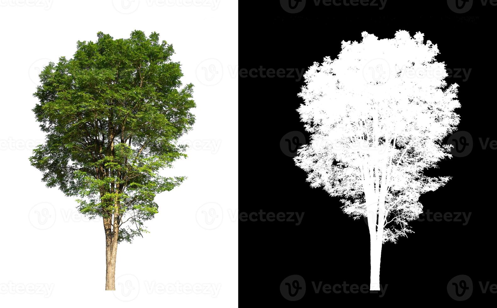 Baum isoliert auf weißem Hintergrund mit Beschneidungspfad und Alphakanal foto