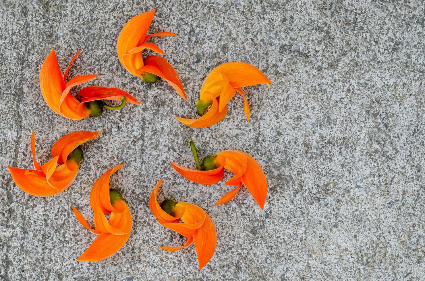 Orangefarbene Blumen aus Bastard-Teakholz, bengalischem Kino, Butea Monosperma oder Palash auf Zementboden. foto