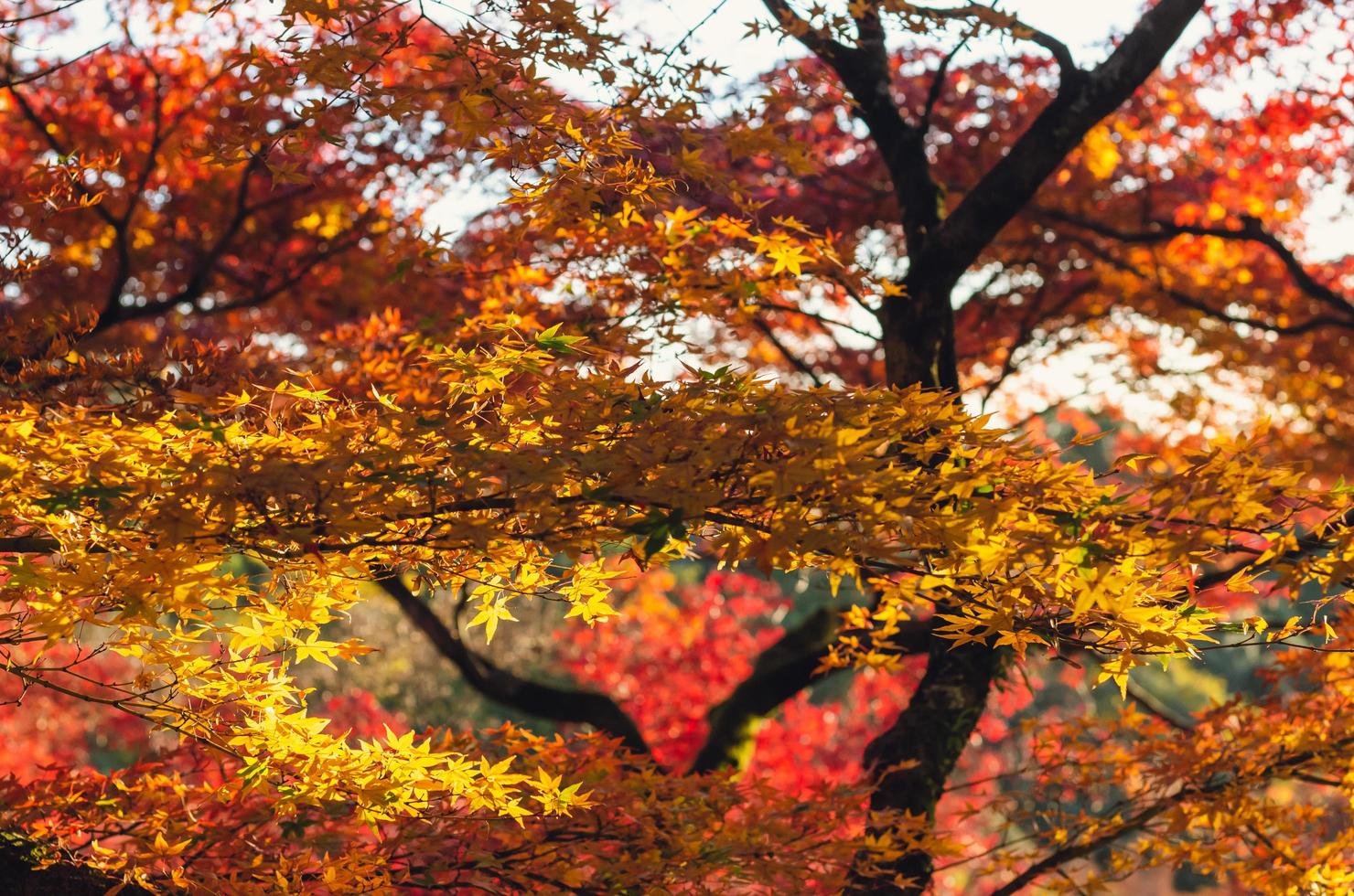 Fokus und unscharfer bunter Ahornblatt-Baumhintergrund im Herbst von Japan. foto