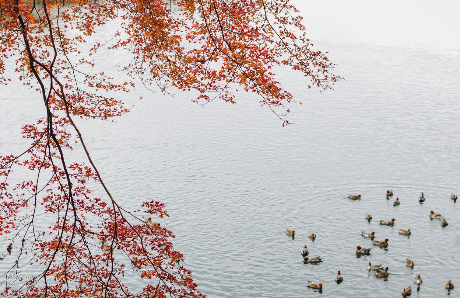 bunter ahornbaum in der herbstsaison mit vielen enten, die auf dem katsura-fluss in arashiyama, kyoto, japan schwimmen. foto