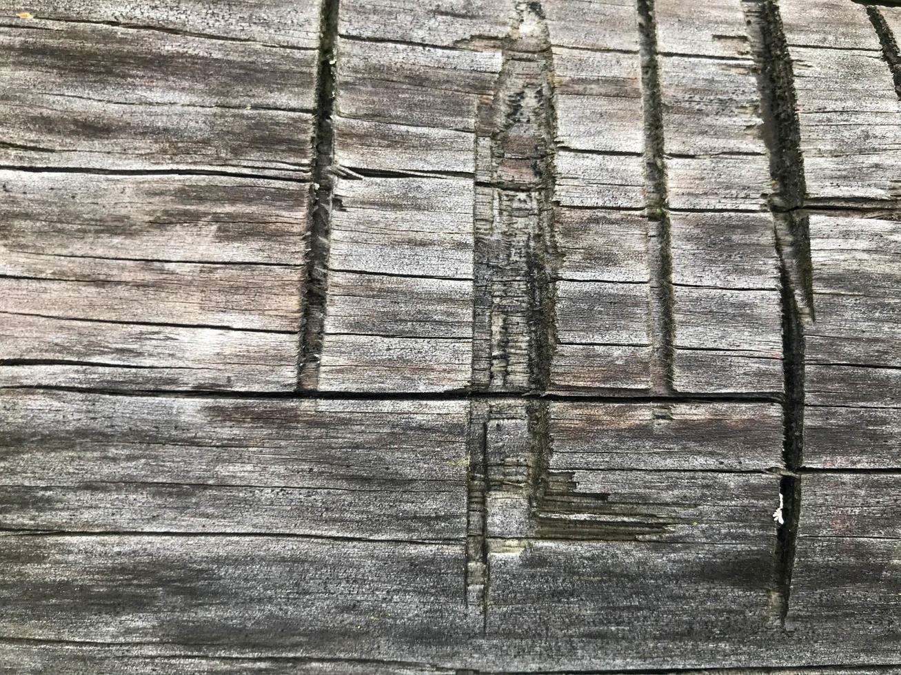 Holzstruktur. gezackter Baum, Blockhaus. natürlicher hintergrund von grauer farbe. schneiden Sie Löcher, rechteckige und gleichmäßige Streifen. grauer Baum mit gelben Spritzern foto