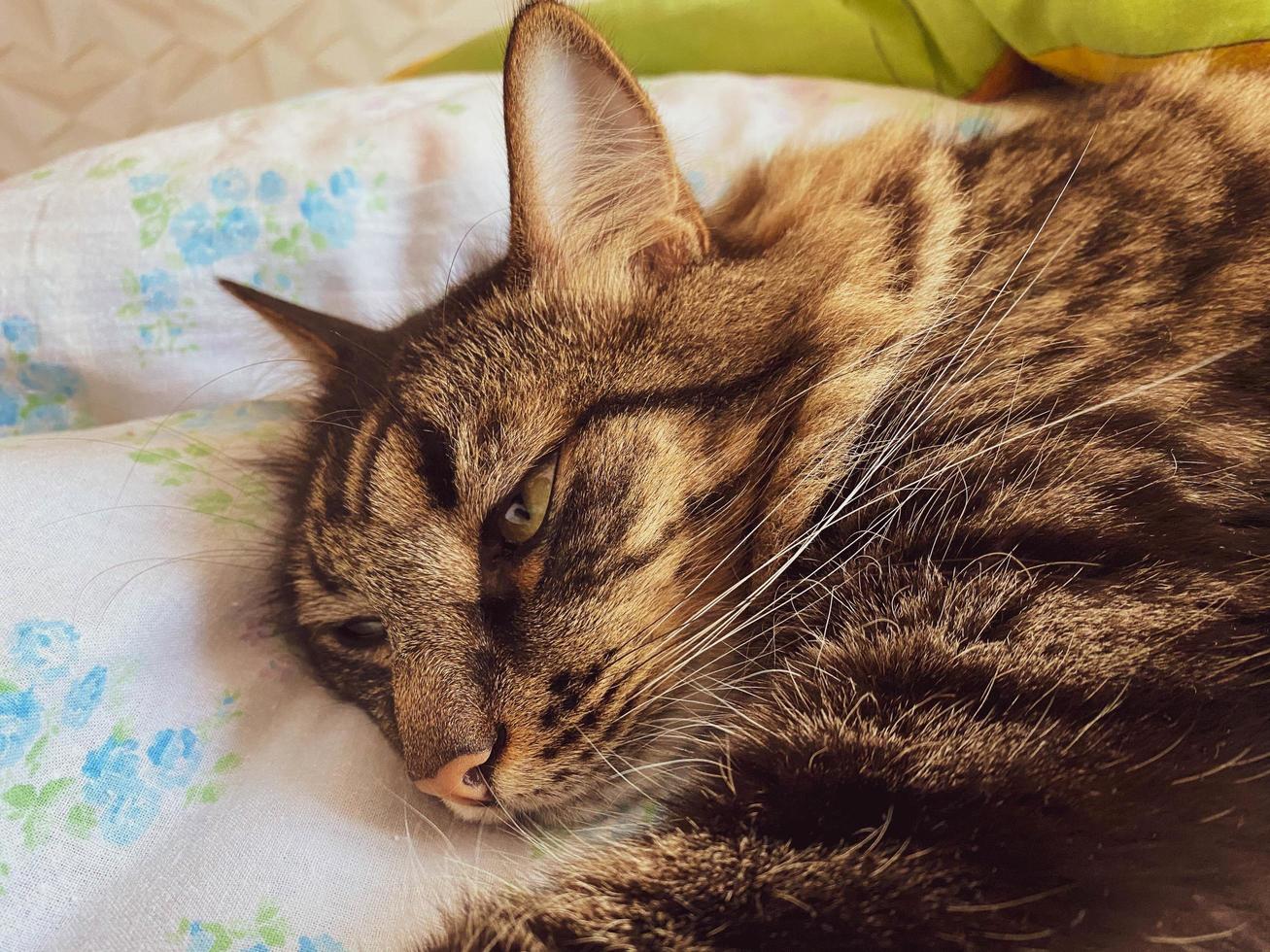 der kopf und die schnauze einer gestreiften, flauschigen, schönen schlafenden katze mit augen mit schnurrbart und ohren, die auf einem bett liegen foto