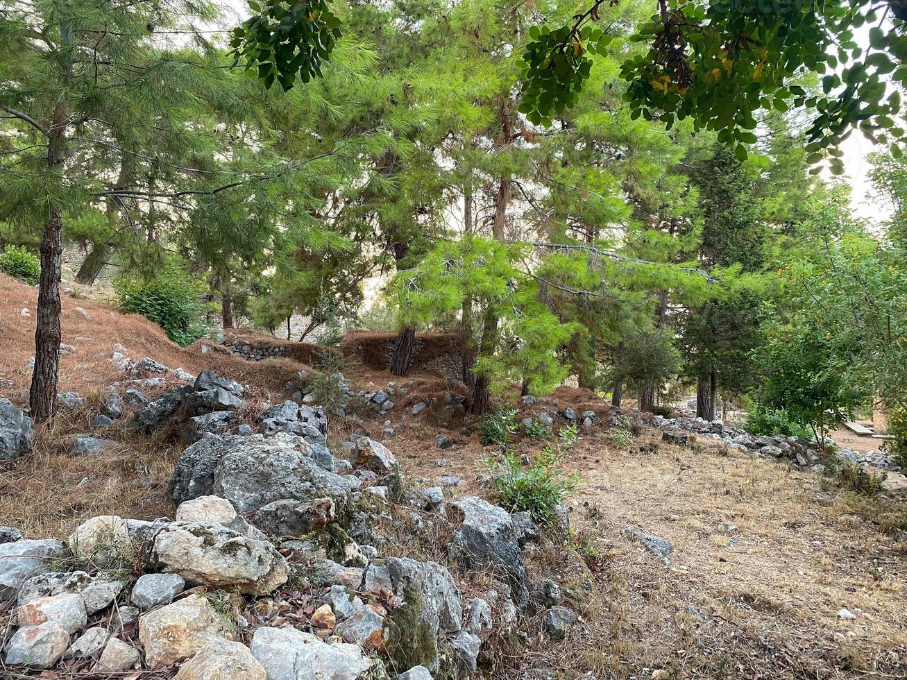 Wald mit grünen Bäumen und Steinen auf dem Boden in einem touristischen warmen tropischen östlichen Land im Süden foto