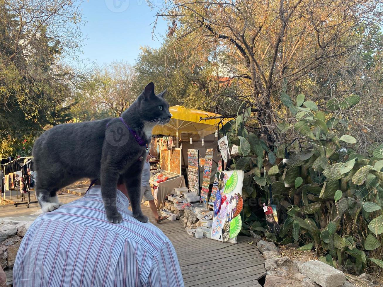 Eine schwarze Touristenkatze sitzt auf den Schultern eines Mannes, die Katze reist mit dem Besitzer auf touristischen Routen für Tiere um die Welt foto