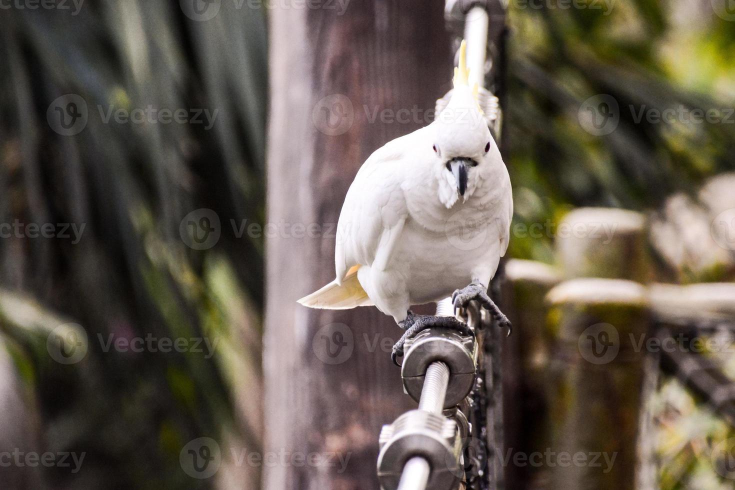 weißer Vogelblick foto