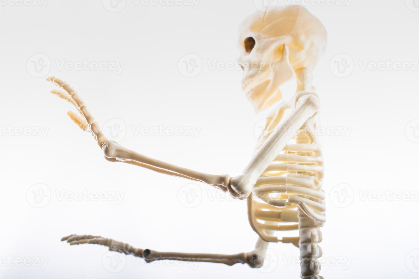 Modell des menschlichen Skeletts, das für die medizinische Anatomiewissenschaft posiert foto