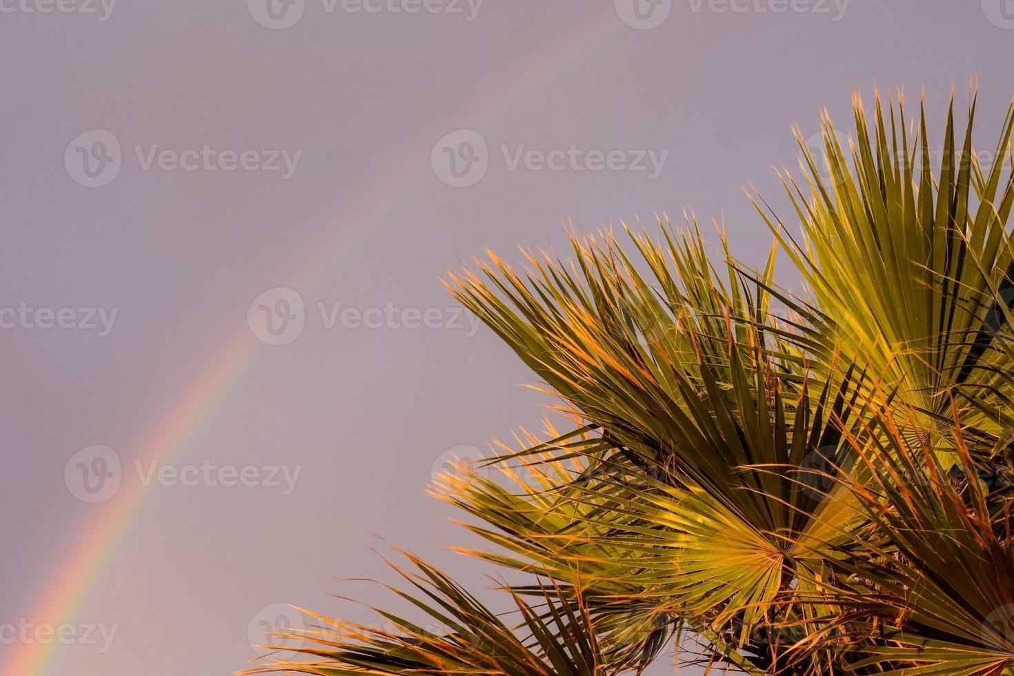 Regenbogen und Palmen foto