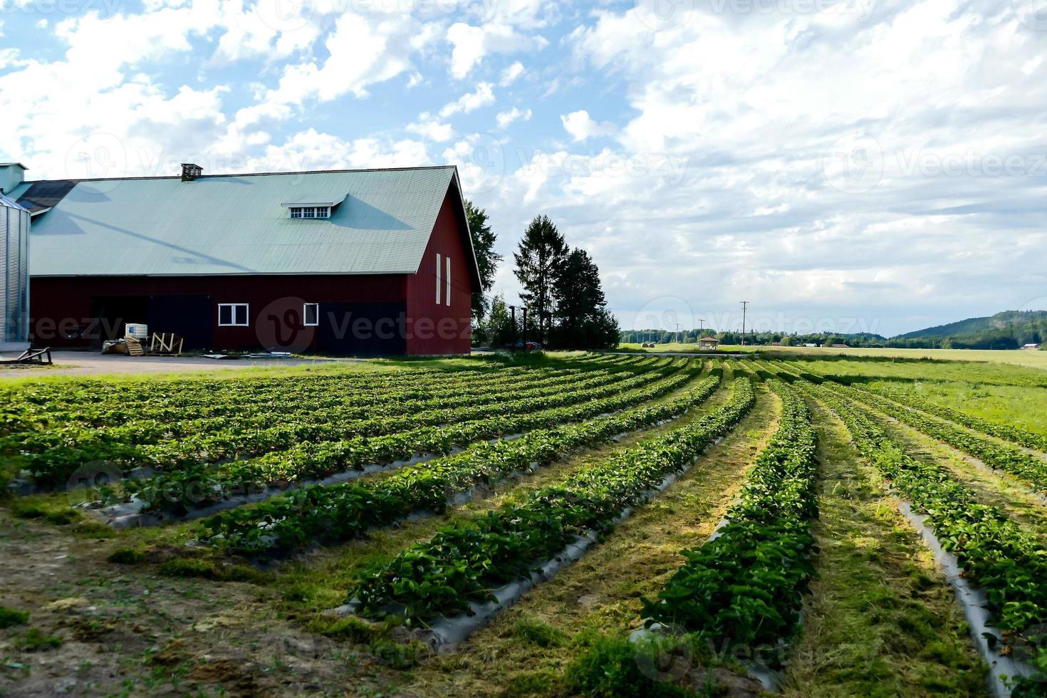 Landschaft in Schweden, Europa foto