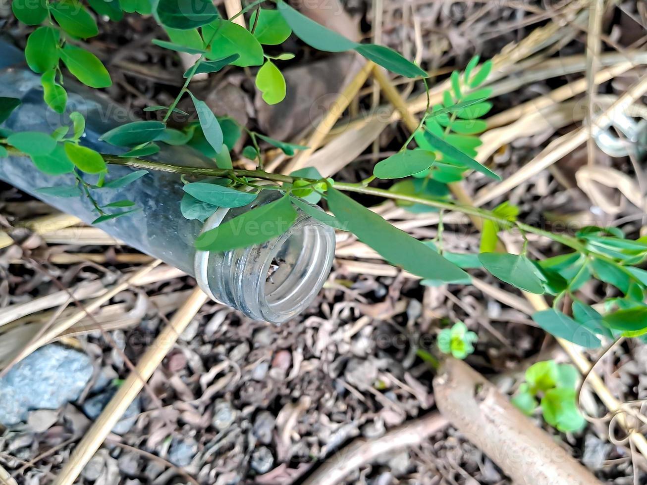 gebrauchte sirupflaschen eingebettet in den boden mit grünem gras zwischen den flaschen. foto