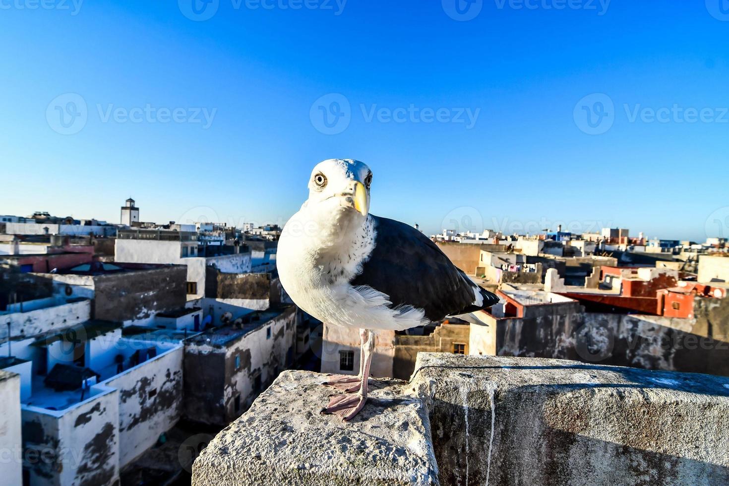 Möwe in Marokko foto