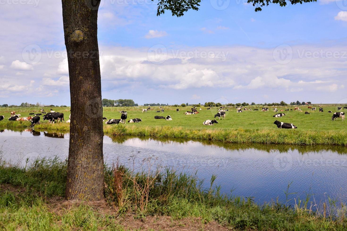 Kühe in der Nähe von Wasser foto