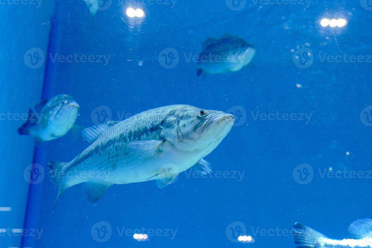 Fisch im Tank foto