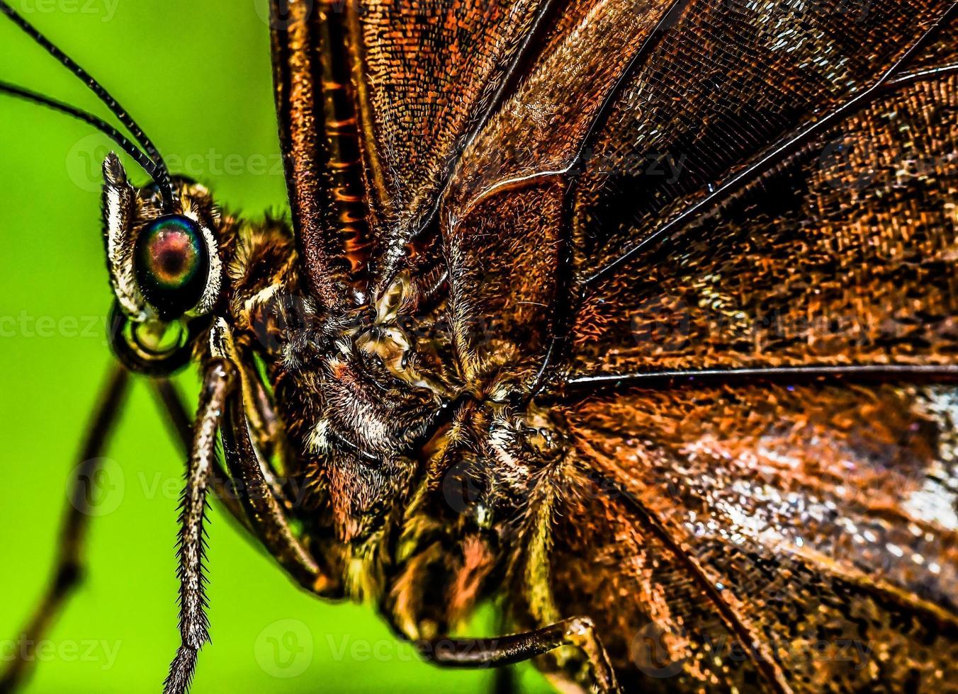 schöner schmetterling in costa rica foto