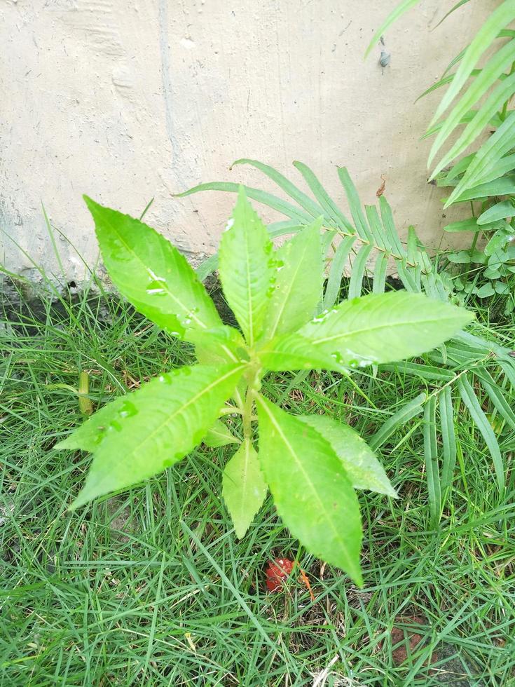 Wasserhennablumenpflanze mit grünem Grashintergrund. foto