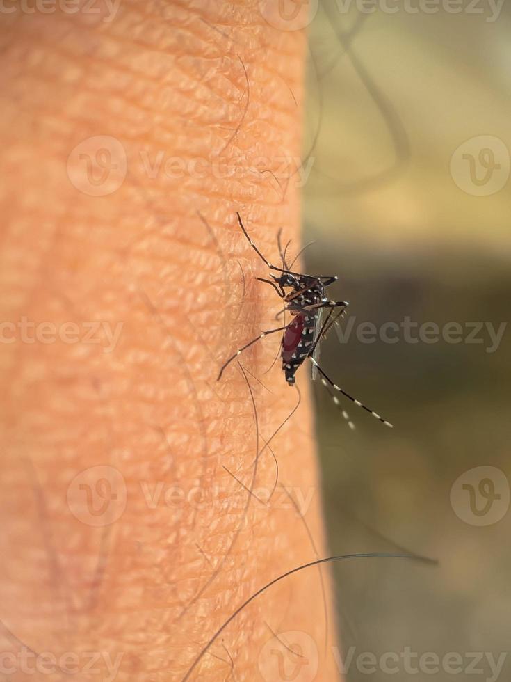 Mücken, die menschliches Blut saugen foto