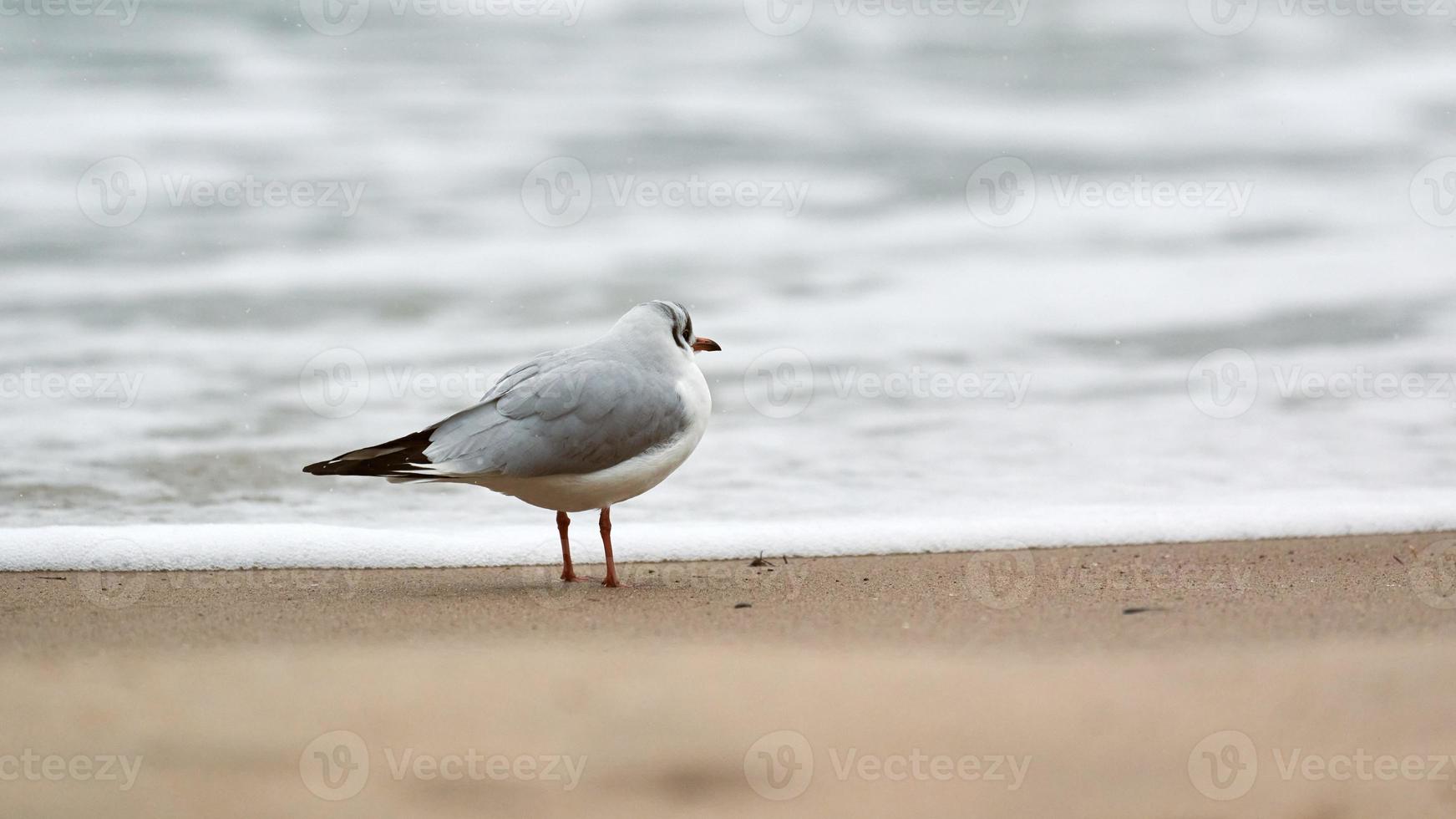 Lachmöwe am Strand, Meer und Sand Hintergrund foto