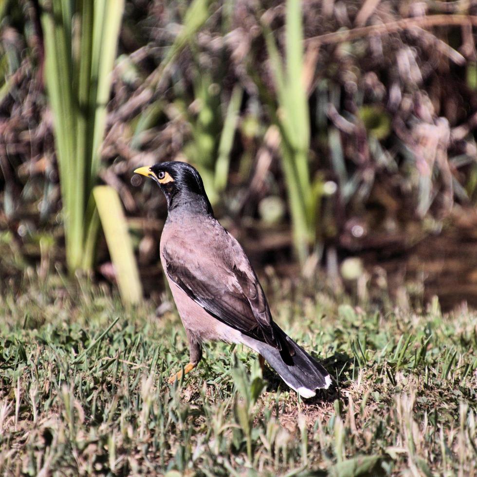 ein Blick auf einen gewöhnlichen Myna-Vogel foto