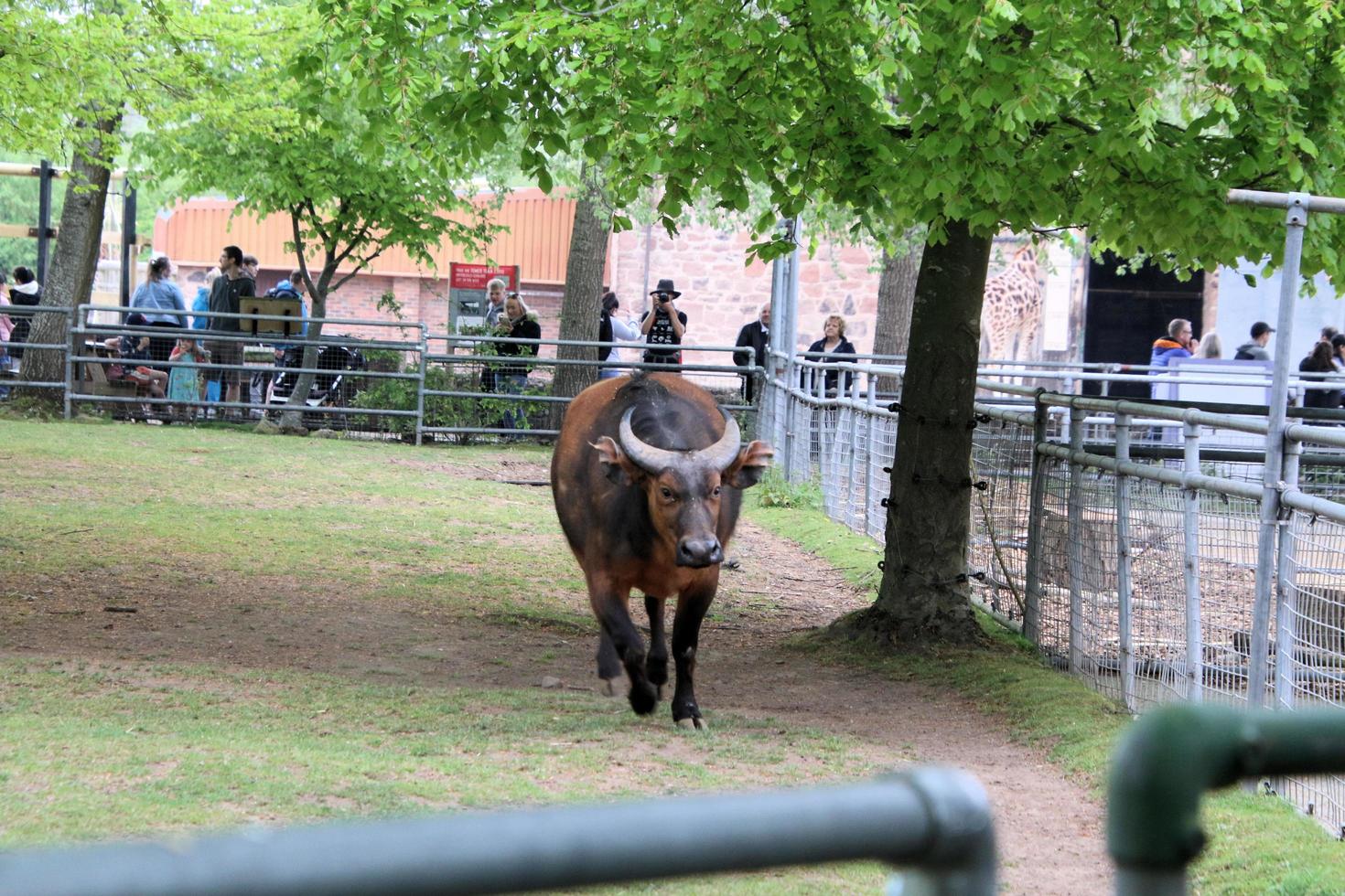 Blick auf einen Büffel foto