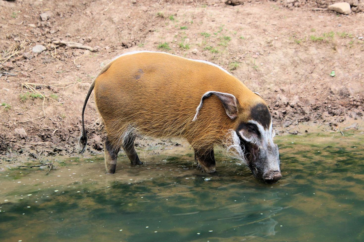 ein Blick auf ein Red River Hog foto