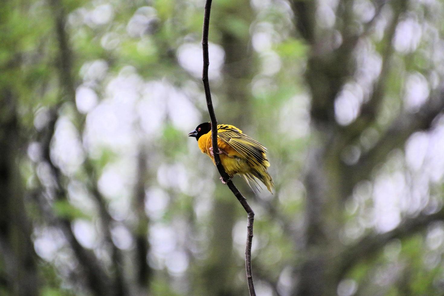 ein Blick auf einen Webervogel foto