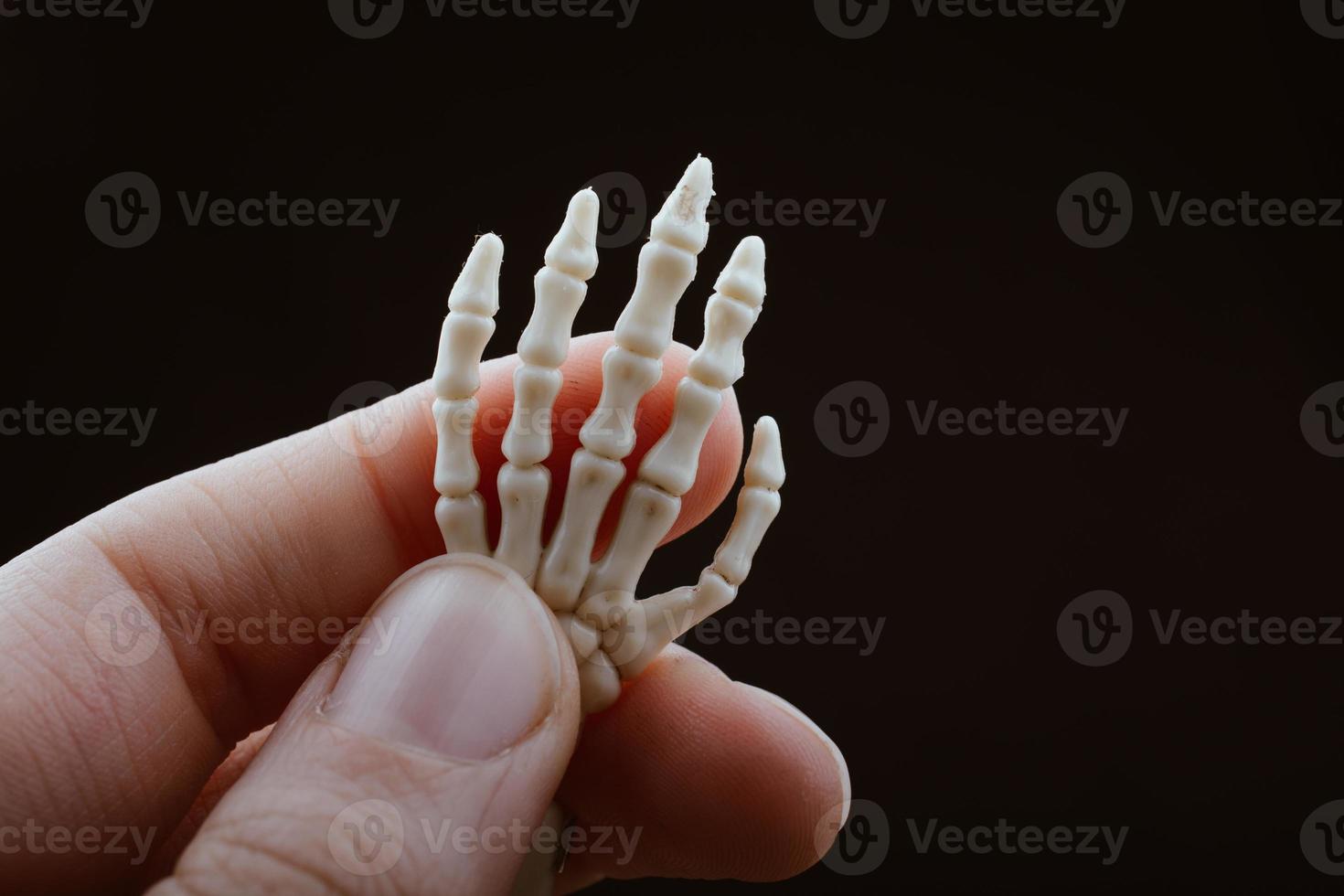 Anatomiemodell der menschlichen Skeletthand. Konzept der medizinischen Klinik. foto