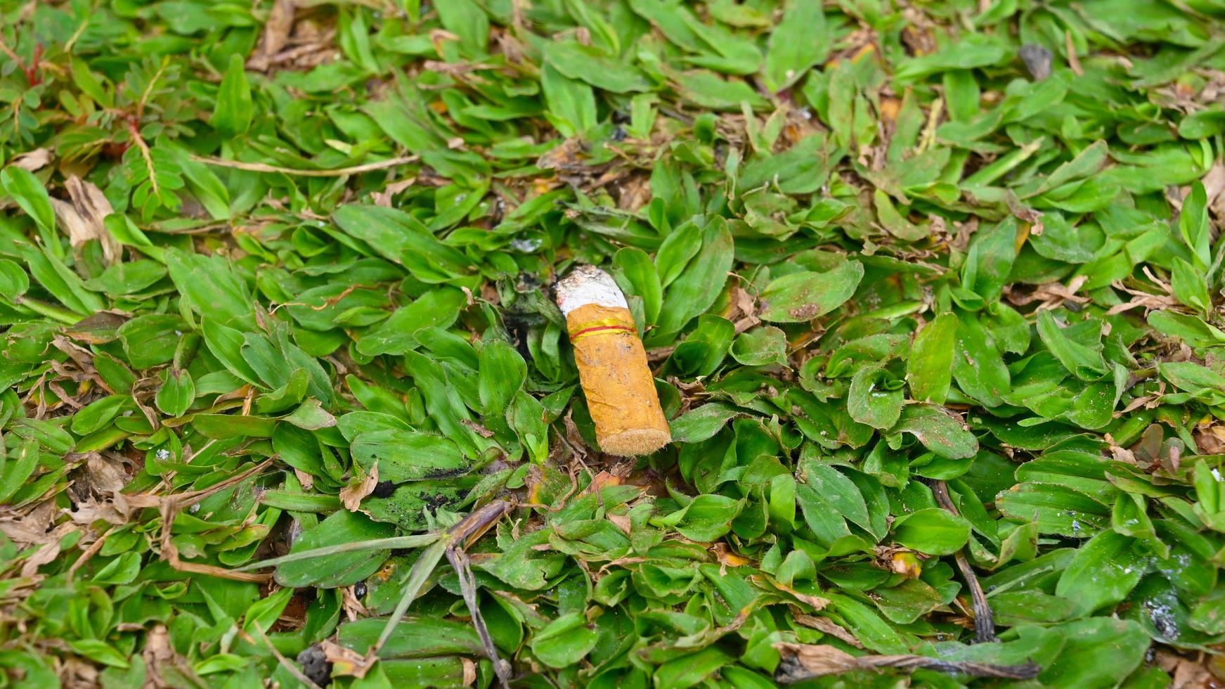 ein stück zigarettenkippe auf dem gras foto