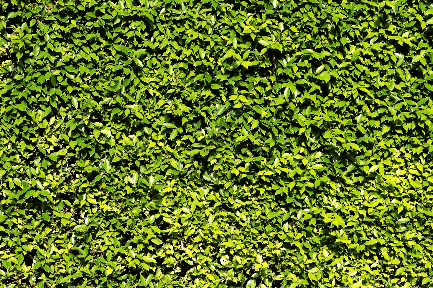 Zaun grüne Blätter Wand Hintergrund foto