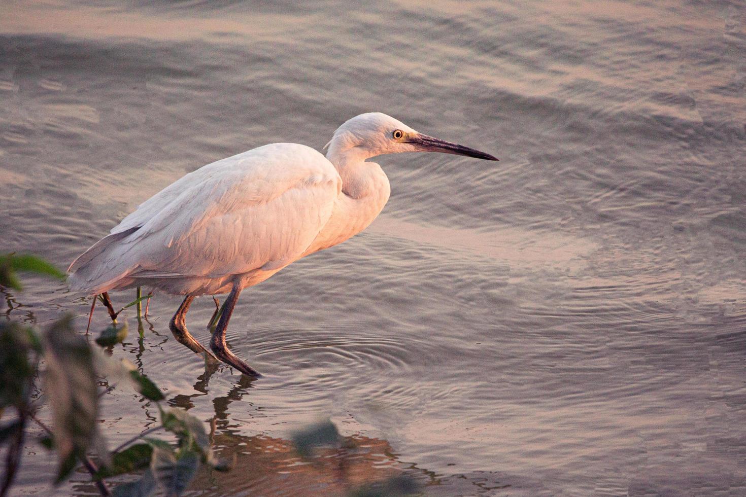 weißer Reiher in der Nähe von Wasser foto