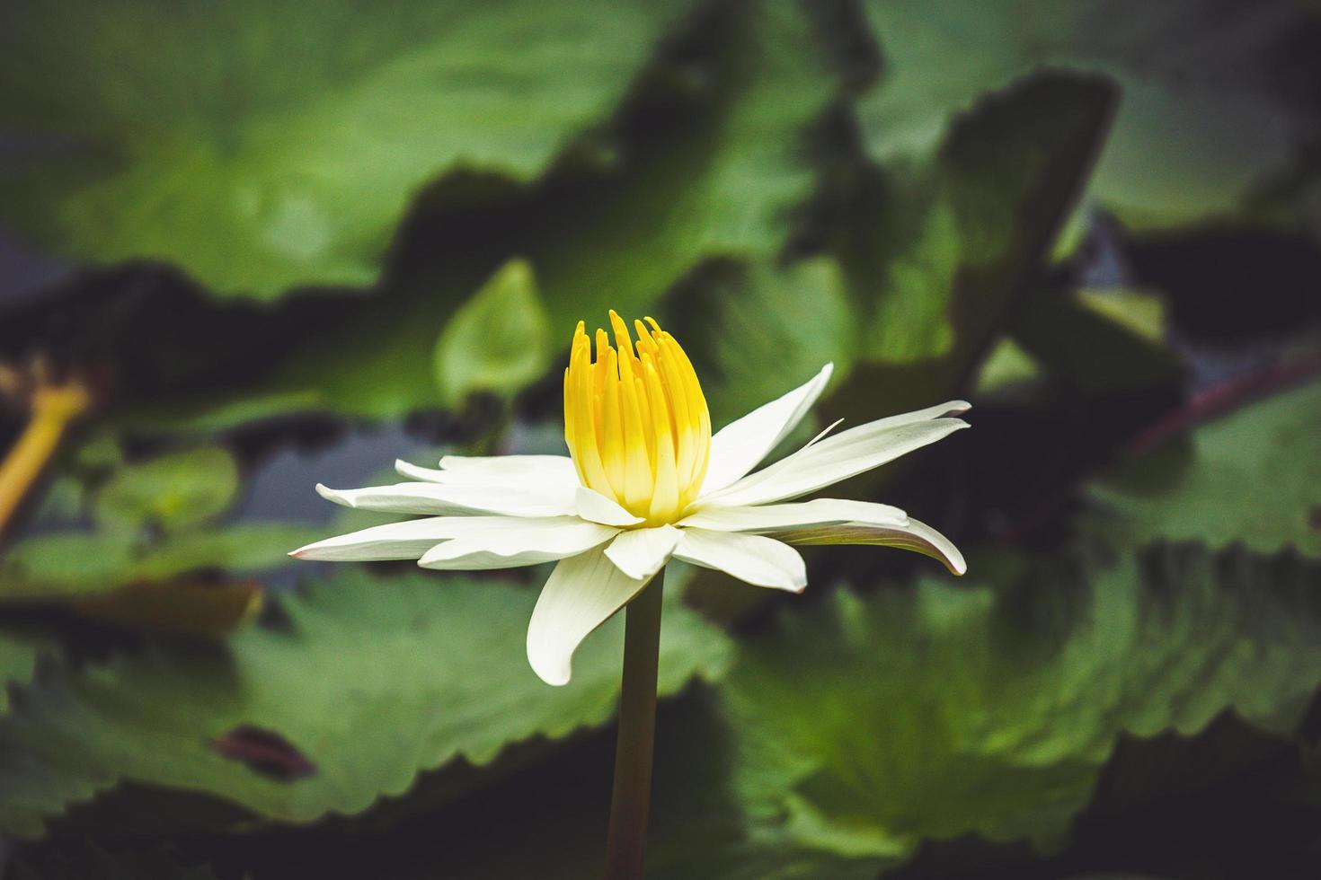 weiße Lotusblume foto