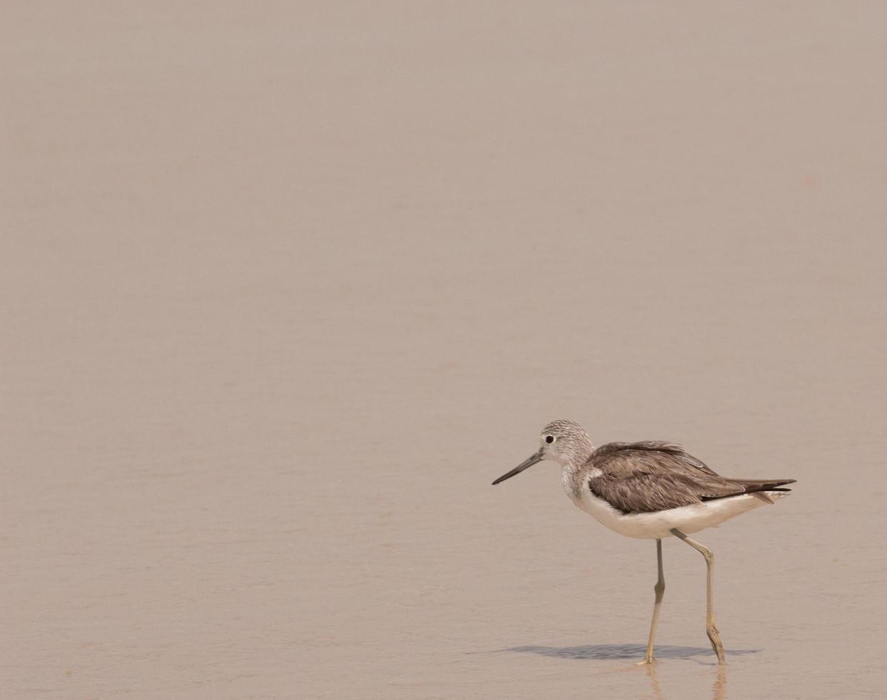 Vogel auf der Suche nach Fischen im Wasser foto