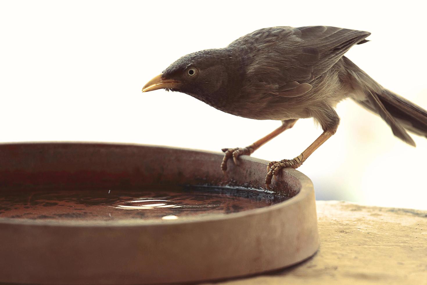 brauner Vogel auf einer Wasserschale foto