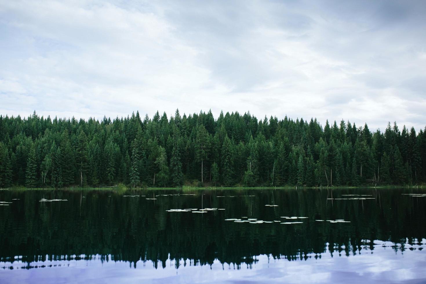 grüne Bäume neben Gewässern unter bewölktem Himmel während des Tages foto