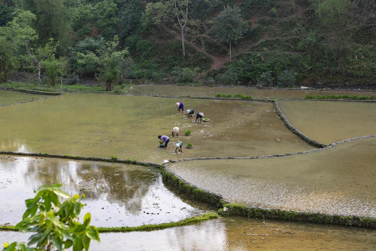 Nordvietnam, 2017 - Landwirte pflanzen Reis auf einem Feld foto