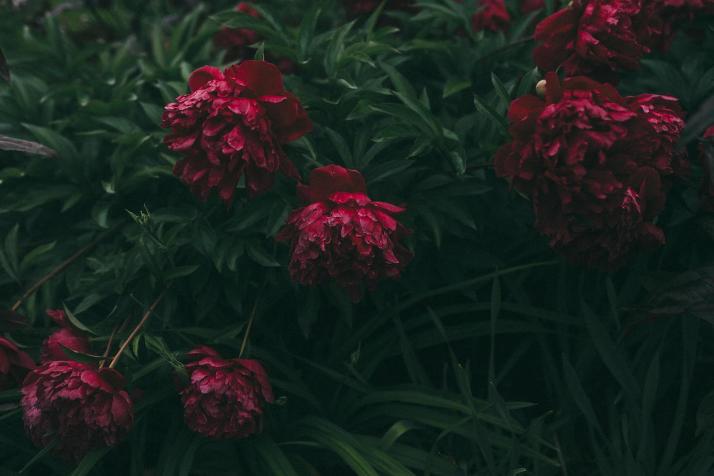 Nahaufnahme von roten Blüten mit grünen Blättern foto