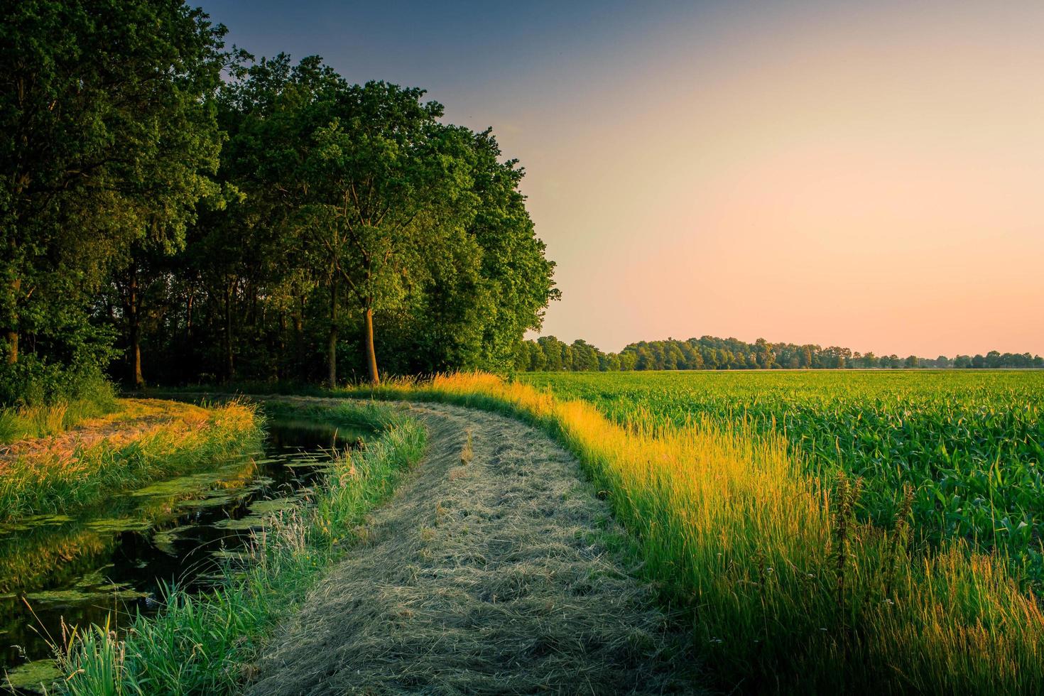 Weg, der während des Sonnenuntergangs in einen Wald führt foto