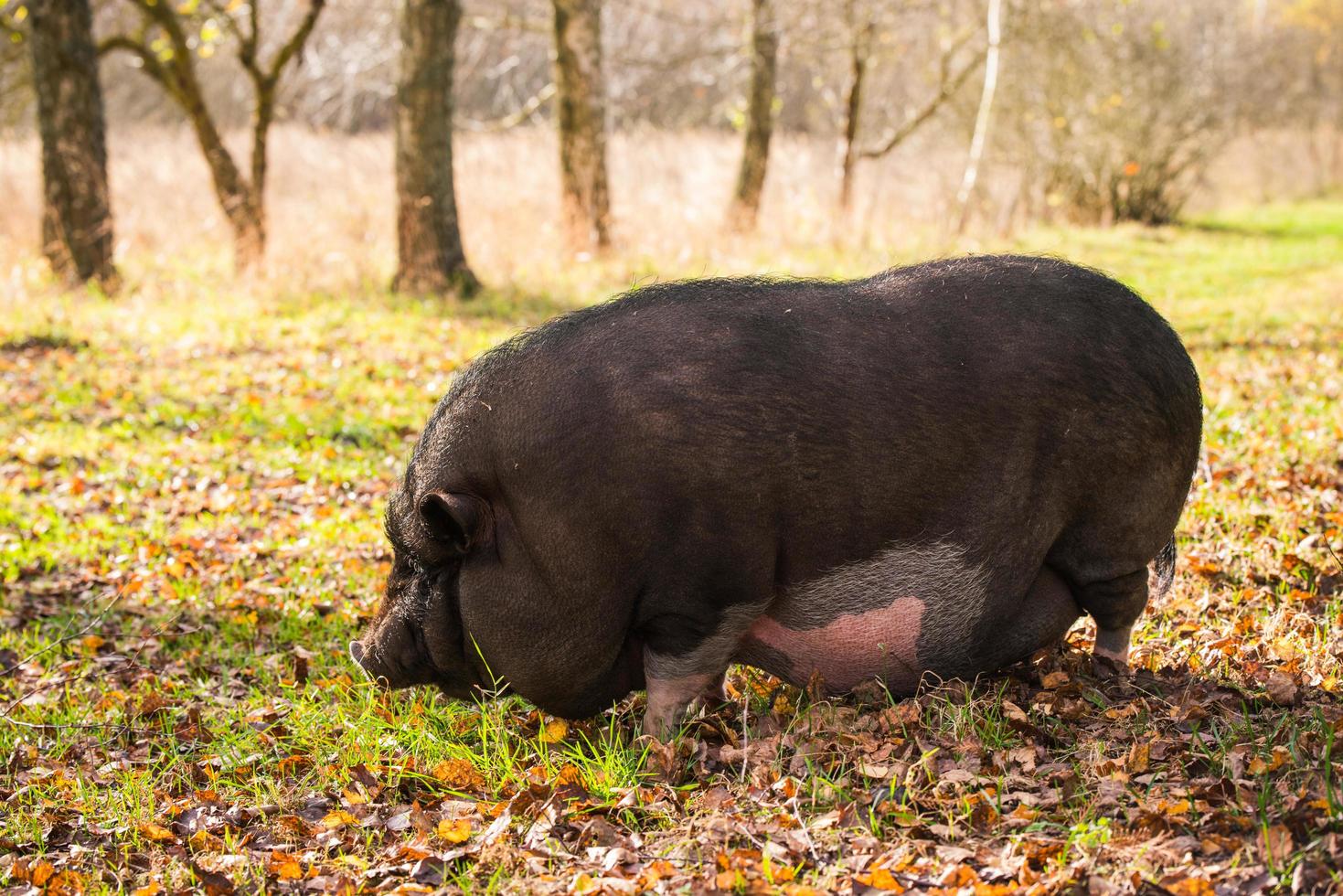 Schwein auf einem Feld foto