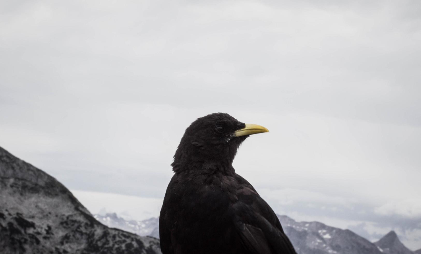 Nahaufnahme einer Amsel foto