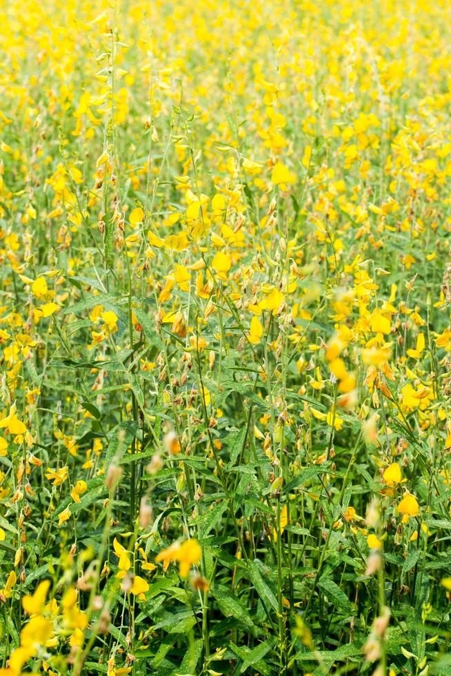 Crotalaria Chachoengsao Blüten foto