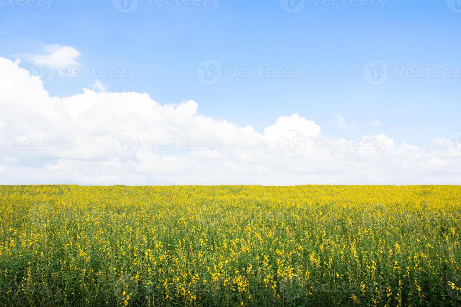 Crotalaria Chachoengsao Farm foto