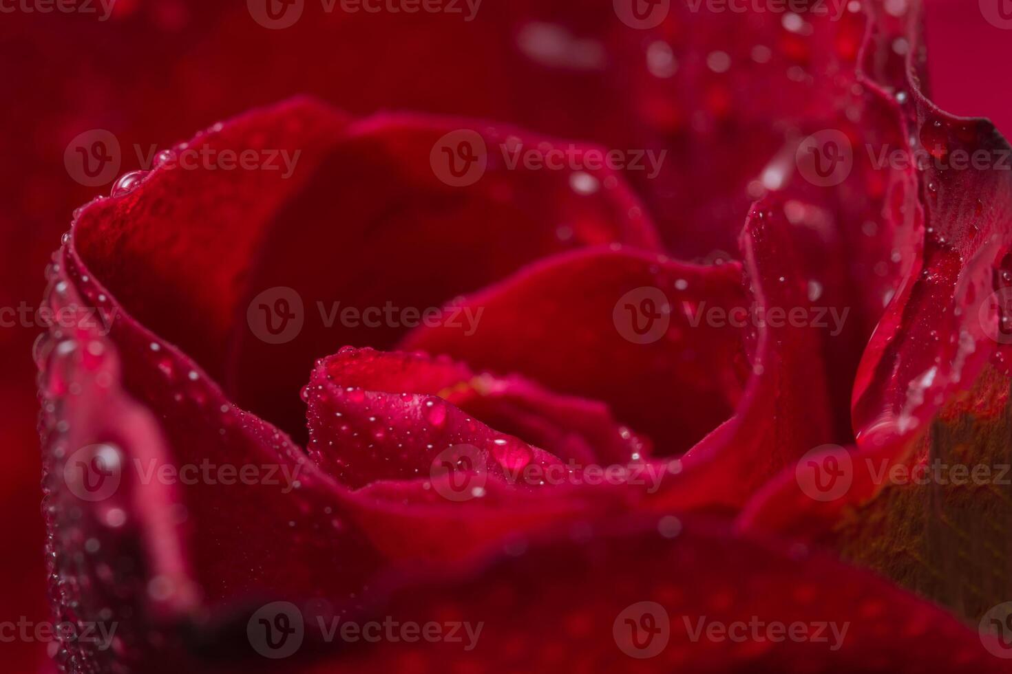 schöne rote Rosen Nahaufnahme foto