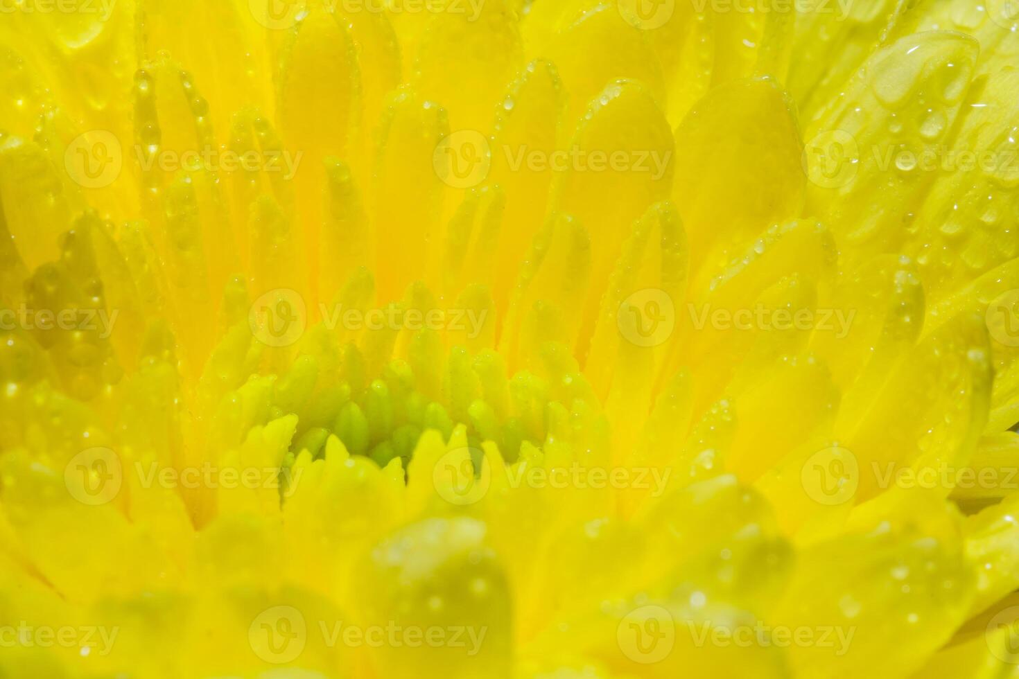 gelbe Chrysanthemenblume foto