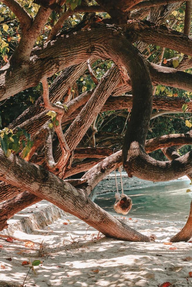 Mangrovenbaum am Strand foto