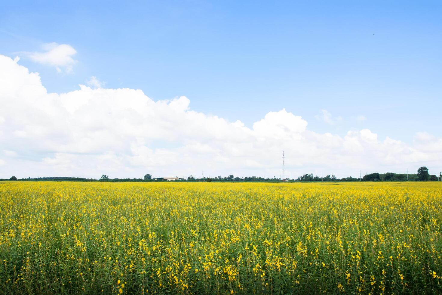 Crotalaria Chachoengsao Farm foto