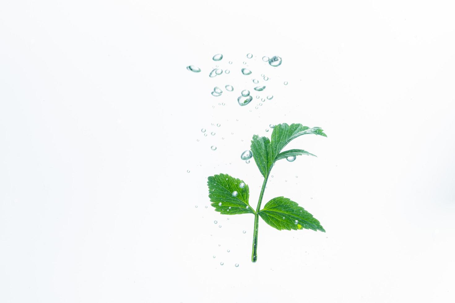 grüne Pflanze und Blasen im Wasser foto