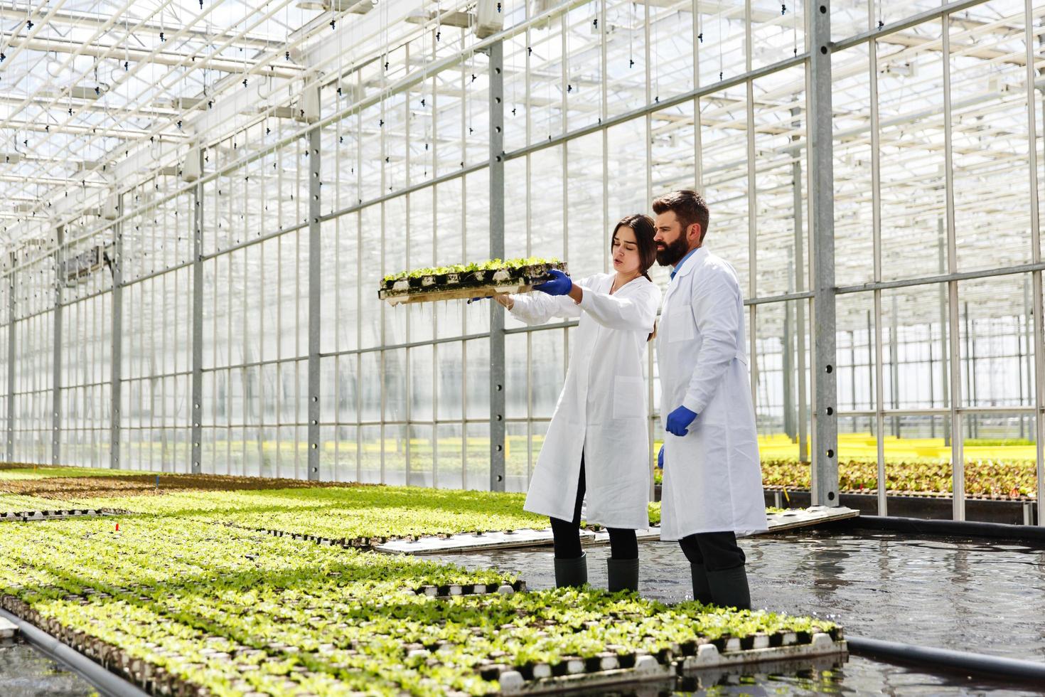 Mann und Frau in Laborgewändern arbeiten mit Pflanzen in einem Gewächshaus foto