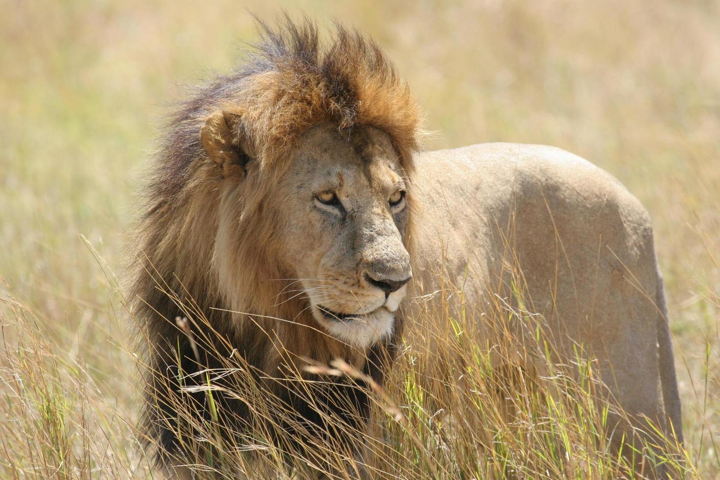 wilder männlicher Löwe, der in einem Feld steht foto