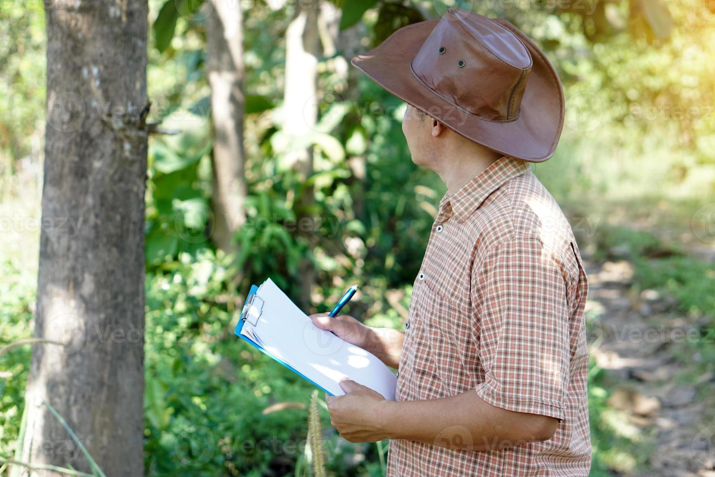 asiatischer männlicher botaniker inspiziert und zeichnet bauminformationen auf papier auf. konzept, vermessung, botanische pflanzenforschung. Wald- und Umweltschutz. foto