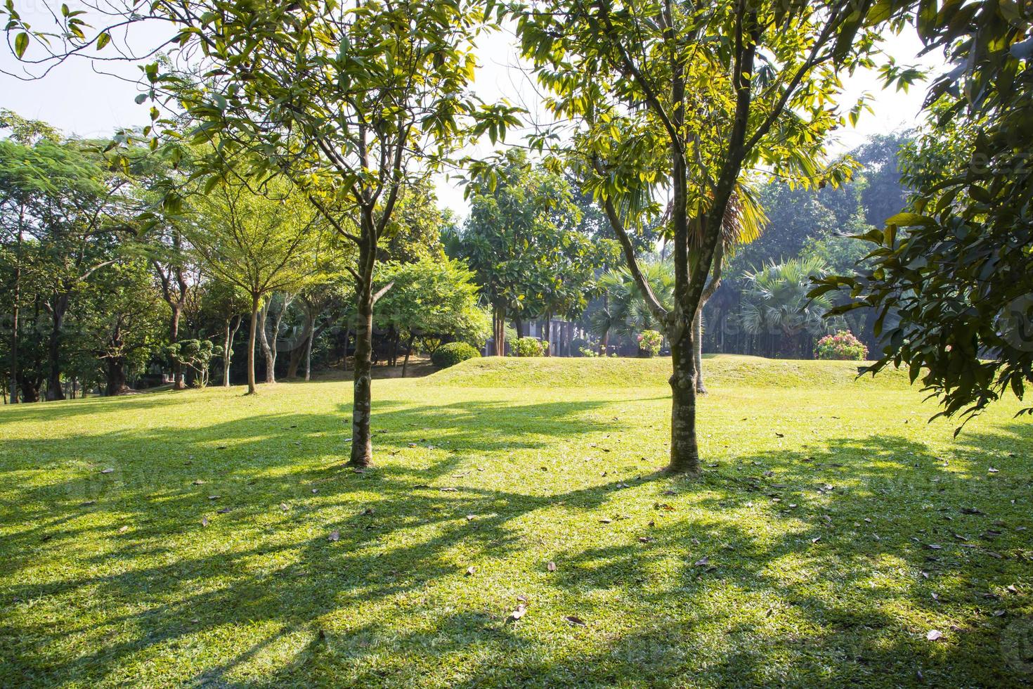 grünes feld mit bäumen in der parklandschaftsansicht foto