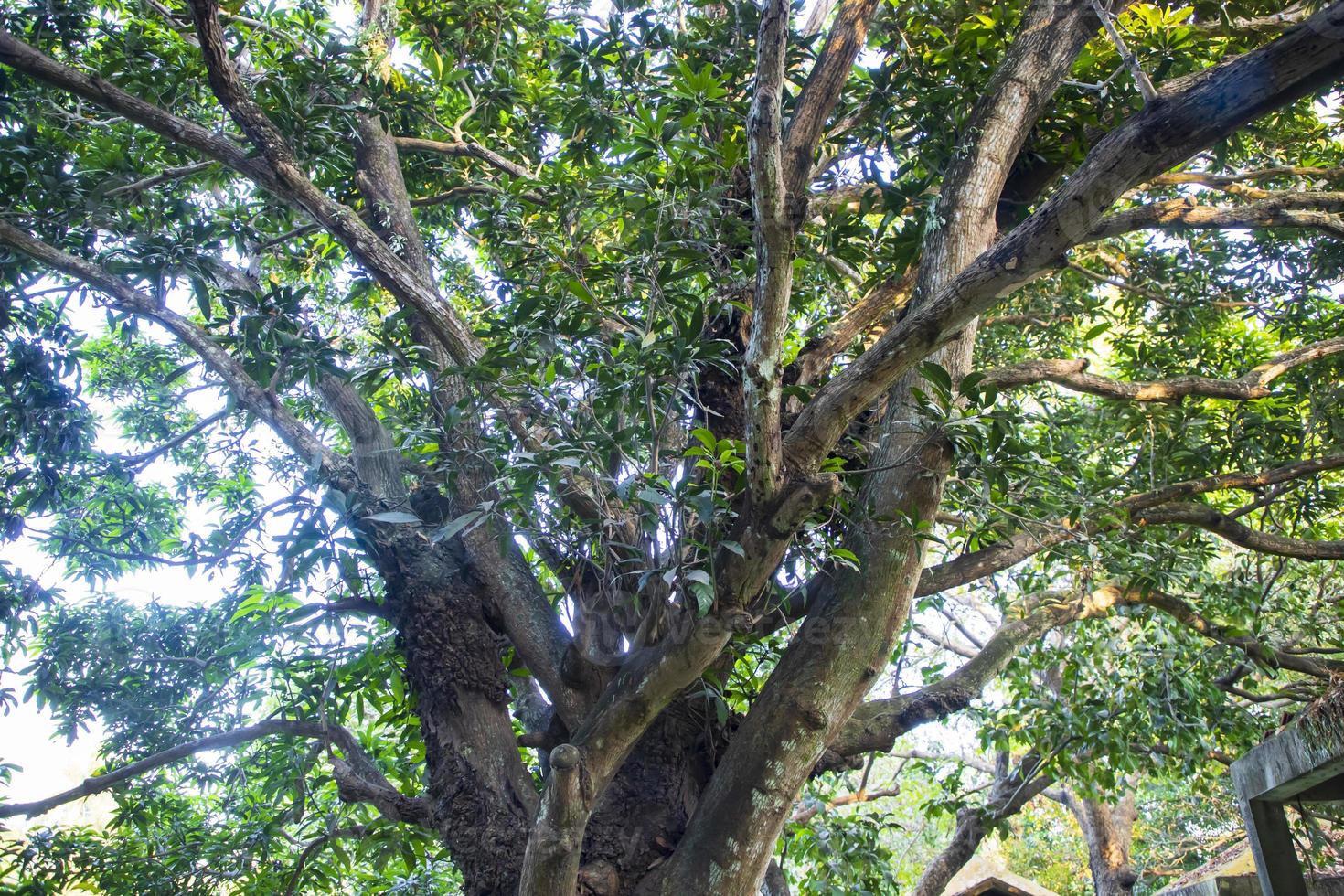 natürliche landschaftsansicht textur des alten mangobaums im park foto
